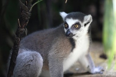 Maymunlar Singapur kendi işleri ile meşgul