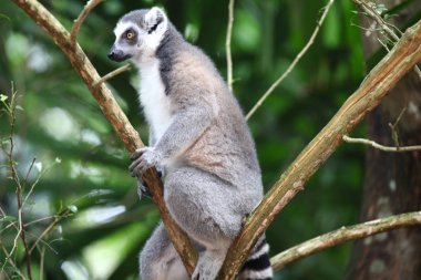 Maymunlar Singapur kendi işleri ile meşgul