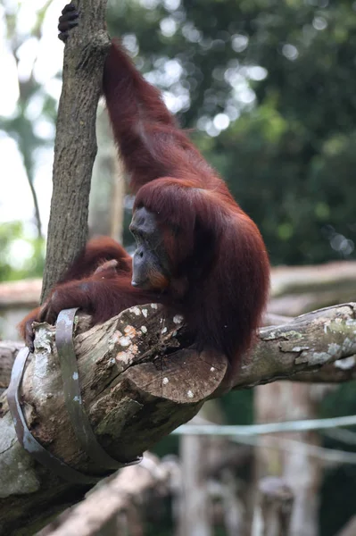 Los monos están ocupados con sus tareas, Singapur — Foto de Stock