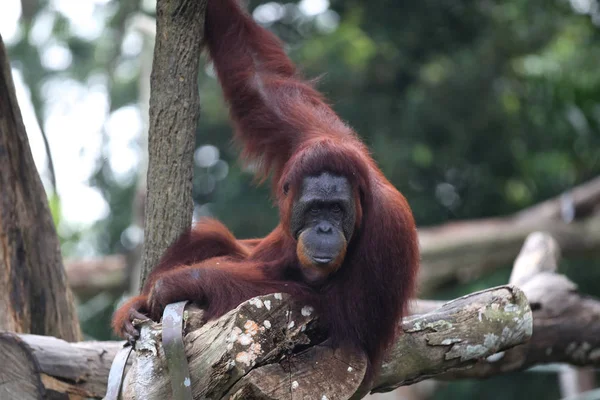 Apen zijn bezig met hun klusjes, Singapore — Stockfoto