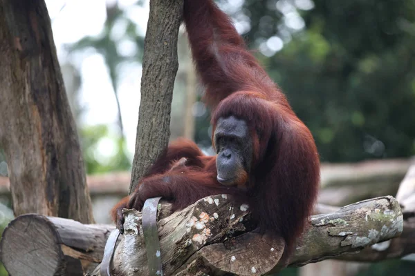 Apen zijn bezig met hun klusjes, Singapore — Stockfoto