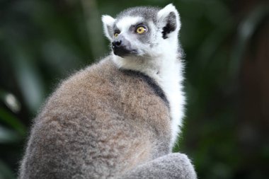 Maymunlar Singapur kendi işleri ile meşgul