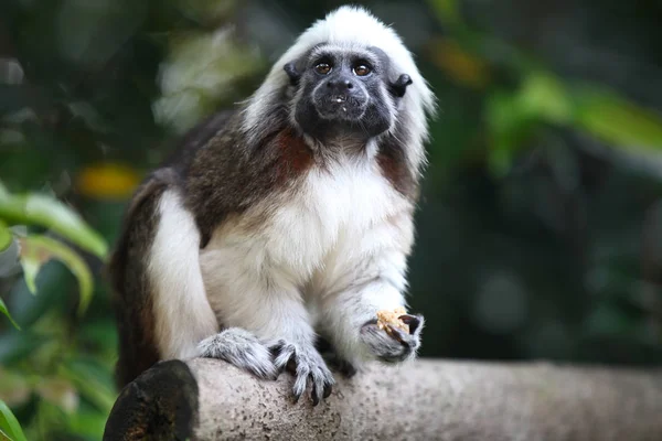 Les singes sont occupés avec leurs corvées, Singapour — Photo gratuite