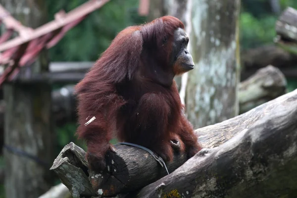 Los monos están ocupados con sus tareas, Singapur — Foto de Stock