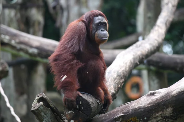 Opice mají plné ruce práce s jejich práce, Singapur — Stock fotografie zdarma