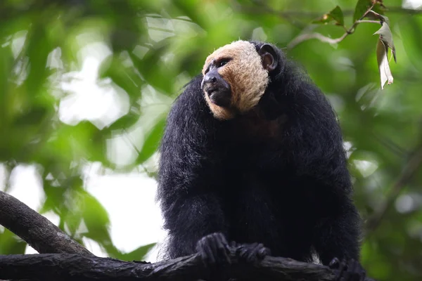 Los Monos Están Ocupados Con Sus Tareas Singapur Sudeste Asiático — Foto de Stock