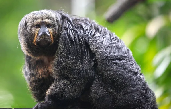 Les singes sont occupés avec leurs corvées, Singapour — Photo