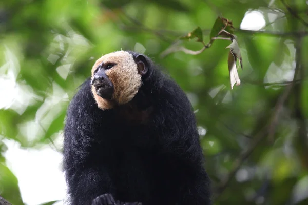 Os macacos estão ocupados com as suas tarefas, Singapura — Fotografia de Stock