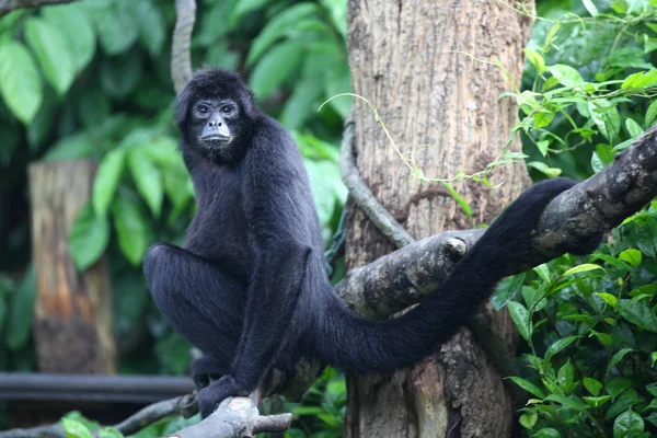 Monkeys are busy with their chores, Singapore — Stock Photo, Image