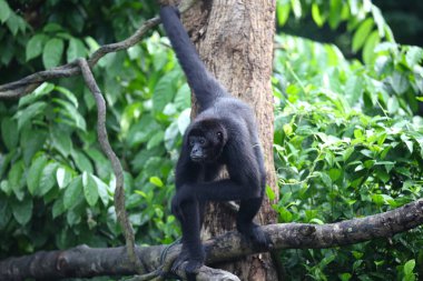 Maymunlar Singapur kendi işleri ile meşgul