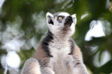Maymunlar Singapur kendi işleri ile meşgul