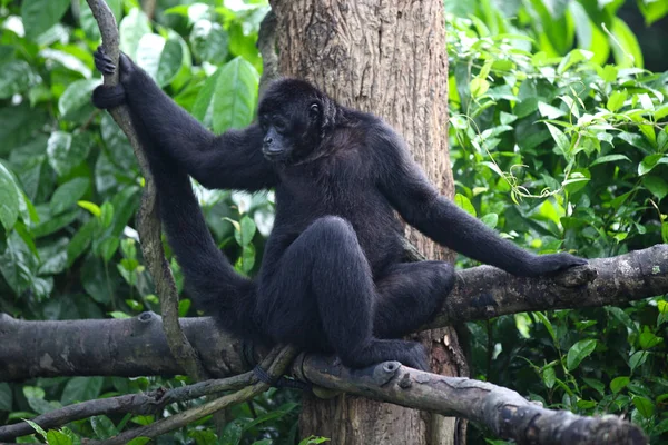 Affen sind mit ihren Hausarbeiten beschäftigt, singapore — Stockfoto