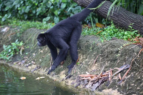 Os macacos estão ocupados com as suas tarefas, Singapura — Fotografia de Stock