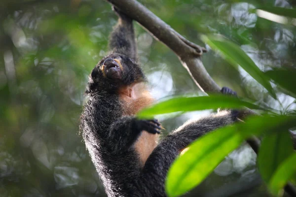 Les singes sont occupés avec leurs corvées, Singapour — Photo