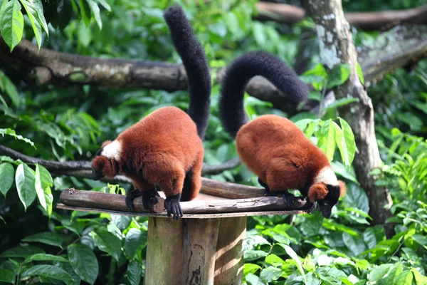 Apen zijn bezig met hun klusjes, Singapore — Gratis stockfoto