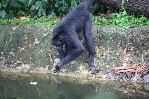 원숭이 그들의 일, 싱가포르와 함께 바쁜 — 스톡 사진