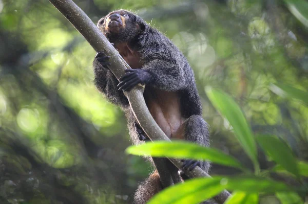 Les singes sont occupés avec leurs corvées, Singapour — Photo