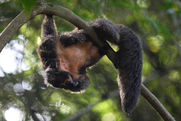 Apen zijn bezig met hun klusjes, Singapore — Stockfoto