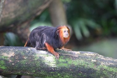 Maymunlar Singapur kendi işleri ile meşgul