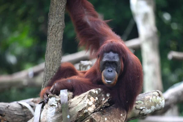 Apen zijn bezig met hun klusjes, Singapore — Stockfoto