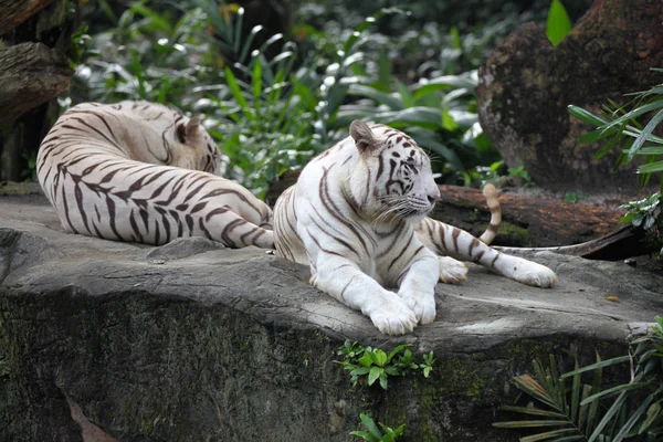 Tijgers van zeldzame witte kleur, Singapore — Stockfoto