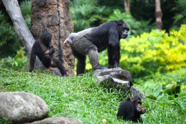 Maymunlar onların işleri, Singapur, Güneydoğu Asya ile meşgul