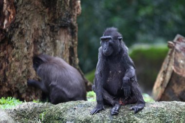 Maymunlar Singapur kendi işleri ile meşgul