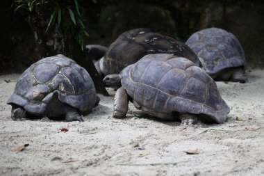 Kaplumbağalar Singapur kendi işine bak
