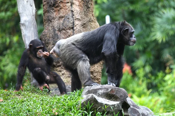 Los monos están ocupados con sus tareas, Singapur — Foto de Stock