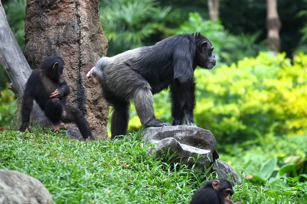 Les singes sont occupés avec leurs corvées, Singapour — Photo