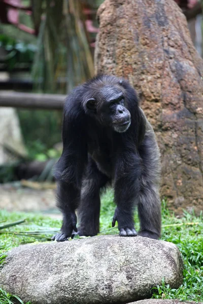 Les singes sont occupés avec leurs corvées, Singapour — Photo gratuite