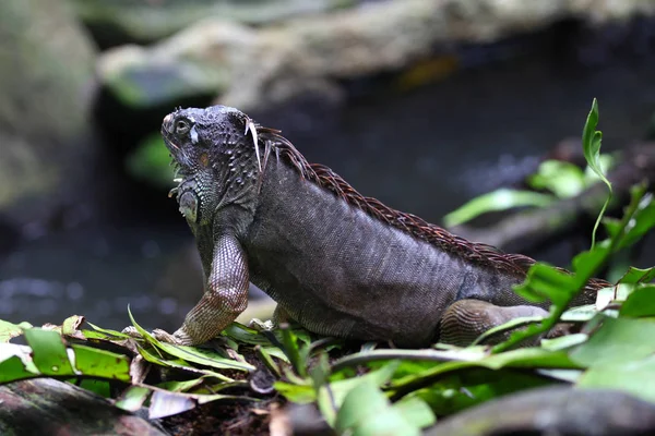 Iguana lagarto verde grande, Singapur —  Fotos de Stock