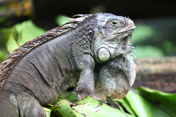 Büyük yeşil kertenkele iguana, Singapur — Ücretsiz Stok Fotoğraf