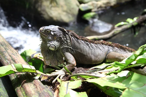 Iguana lagarto verde grande, Singapur —  Fotos de Stock