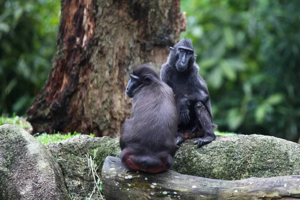 Le scimmie sono occupate con le loro faccende, Singapore — Foto Stock