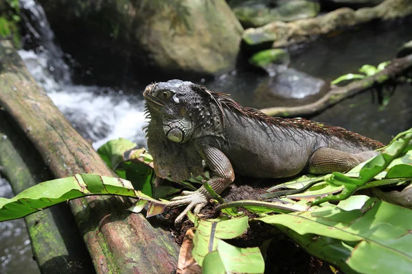 큰 녹색 도마뱀이 구 아나, 싱가포르 — 스톡 사진