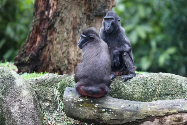 Apen Zijn Bezig Met Hun Klusjes Singapore Zuidoost Azië — Stockfoto