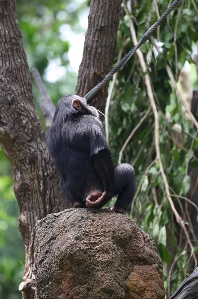 Los monos están ocupados con sus tareas, Singapur — Foto de Stock
