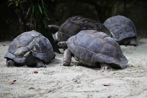 Las tortugas se ocupan de sus asuntos, Singapur —  Fotos de Stock