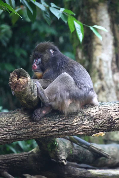 Monkeys are busy with their chores, Singapore — Free Stock Photo