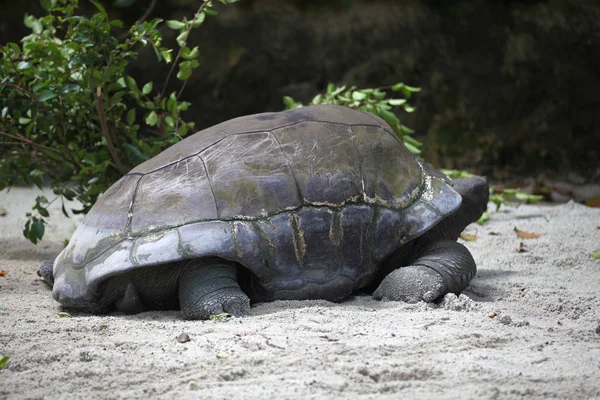 Las tortugas se ocupan de sus asuntos, Singapur —  Fotos de Stock