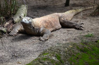 Büyük kertenkele yere, Singapur aittir