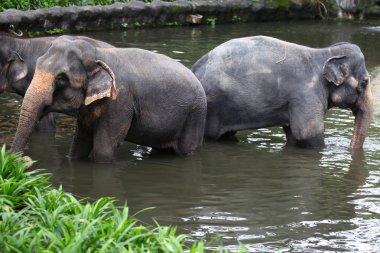 fil bir gölet, Singapur soğutulur
