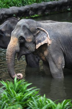 fil bir gölet, Singapur soğutulur