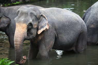 fil bir gölet, Singapur soğutulur