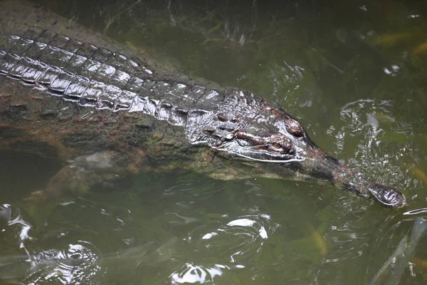 Krokodyl pływa w wodzie, Singapur — Zdjęcie stockowe