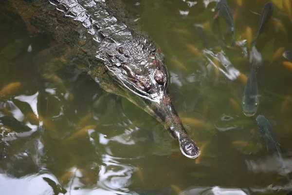 Krokodýl plave ve vodě, Singapur — Stock fotografie
