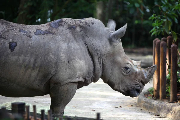 Duży nosorożec pozowanie na kamery, Singapur — Zdjęcie stockowe