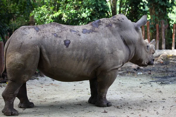 Duży nosorożec pozowanie na kamery, Singapur — Zdjęcie stockowe