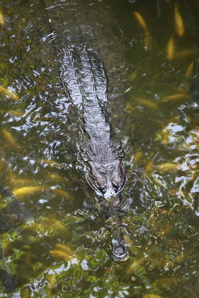 Krokodýl plave ve vodě, Singapur — Stock fotografie